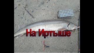 Клев рыбы на иртыше в омске