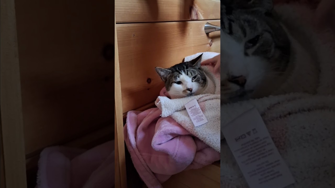 Enlarge Charles, a Adoptable Domestic Short Hair in Columbia, SC video 2/6