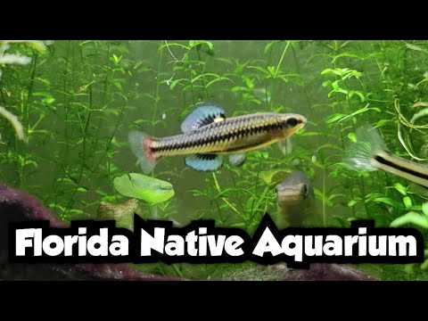 Zwergk&auml;rpflinge, Blauband-K&auml;rpflinge und Florida-Flaggenbuntbarsch Aquarium-Update | Florida Nati...