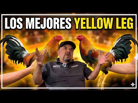 MOLOTE SPEAKS CLEARLY: Everything about the Yellow Leg line.