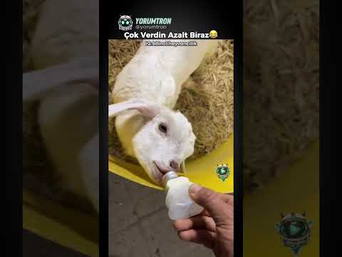 Kuzular Nasıl Beslenir 😂 - Komik Yorumlar #222 -  Yorumtron