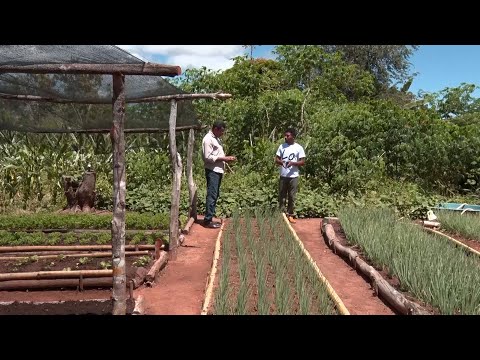 Em Palmeirais, famílias utilizam quintais para plantio de hortaliças 06 05 2023