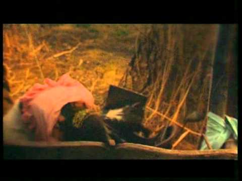 Tátrai Band - A fekete madár