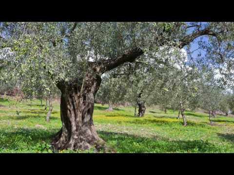 Bachblüte Olive oder Olivenbaum