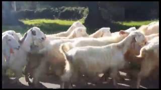 Rotary Club Ostuni Messaggio CEI Coltivare la terra, responsabilità di tutti