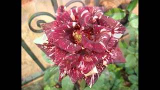 Mis rosas  abracadabra en día de lluvia. 29-04-2011