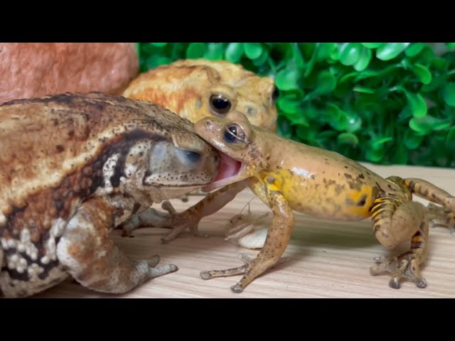 BLESS n° カンガルーケープ （BLESS n° カンガルーケープ 【保障できる 