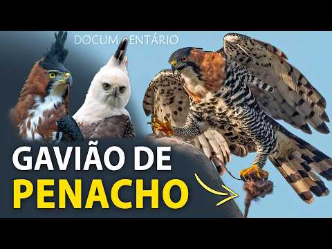 ORNATE HAWK-EAGLE Documentary | In the nest of the powerful and beautiful neotropical eagle