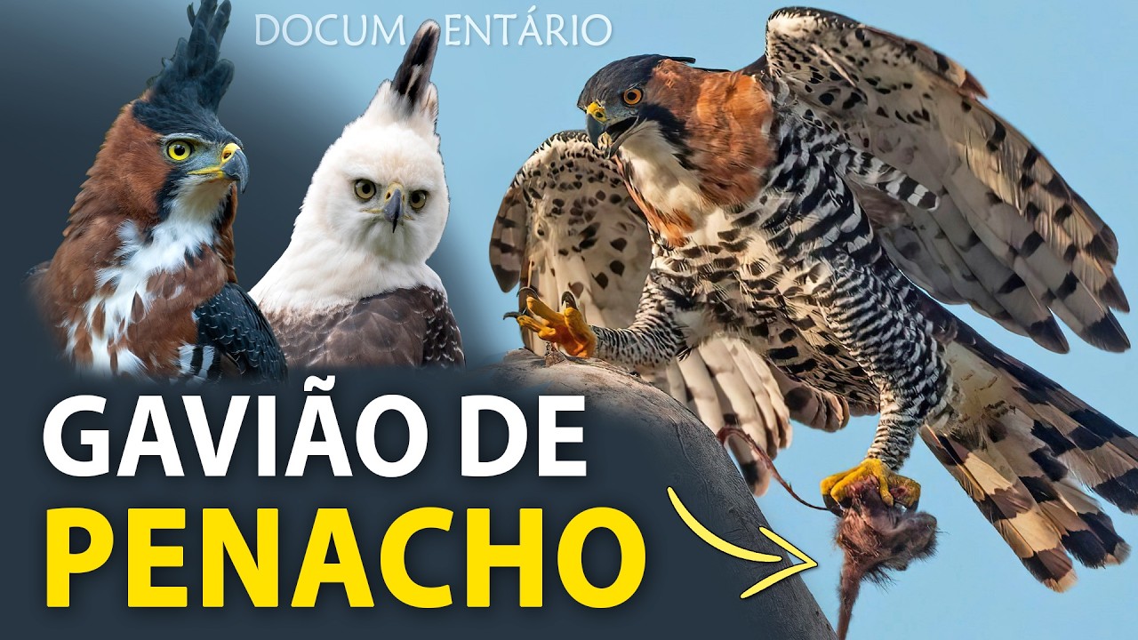 ORNATE HAWK-EAGLE Documentary | In the nest of the powerful and beautiful neotropical eagle