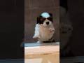My Dog Wants To Come Inside Funny Comedy Doglover Swastikaandlavanyadwivedi4752