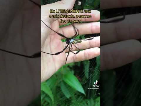 I FOUND A GOLDEN WEB SPIDER! IS IT POISONOUS? #shorts