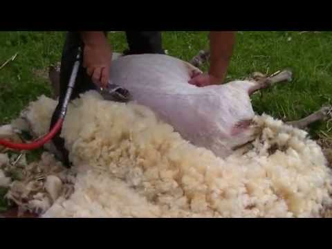 , title : 'Mouton - comment tondre les moutons? Sheep'