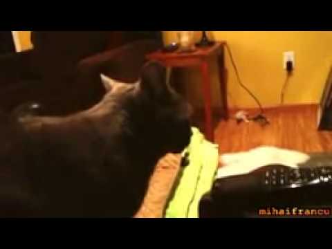 Another Dramatic Cat