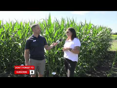 Corn School: The consequences of uneven corn