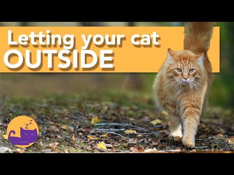 Letting Your Cat Outside for the First Time - OUR TOP TIPS!🔴
