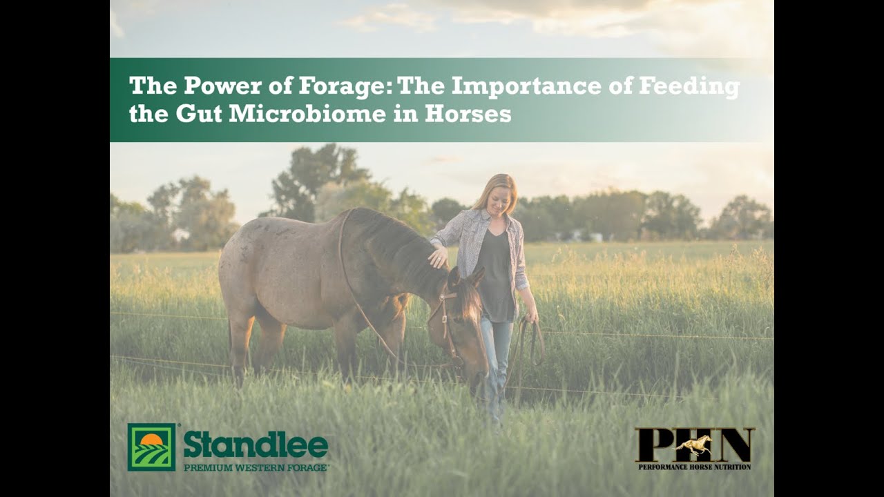 The Power of Forage  The Importance of Feeding the Gut Microbiome in Horses