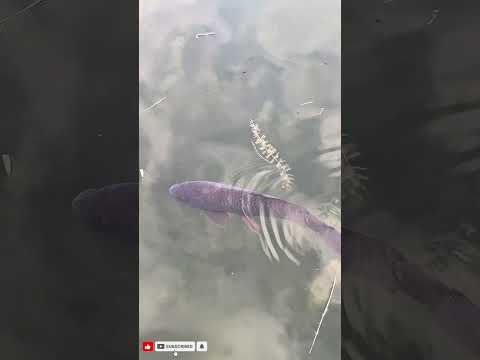 The Royal Palace Of Caserta,Italy | Full Walking 🚶 Tour 2026 | Park And Palace Of Caserta 4K