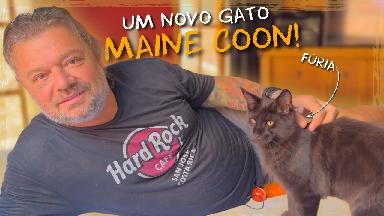 UM FELINO GIGANTE NA CASA DOS BICHOS: FURIA, O NOVO MAINE COON!