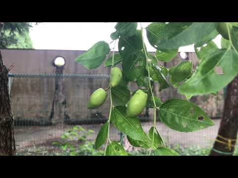園芸 ナツメの木、明日の果樹