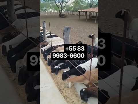 vende e compra Monteiro PB 15/09/2026/+55 83 9983-6600 #pecuarista