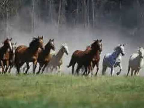 Cavalos Selvagens [2003] - Ensaio Gravado - Coragem Soturna Do Pássaro Selvagem