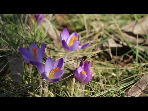 ABC pasieki cz. 2 - woda na przedwiośniu