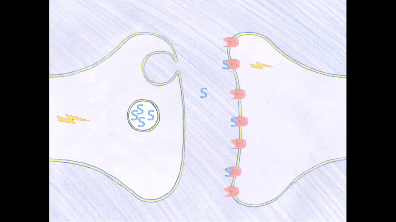 Como os antidepressivos realmente funcionam