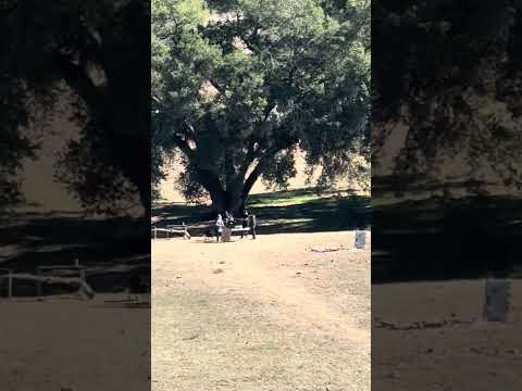 Target shooting at 380 yards dulzura, California “the pink gate” 11/09/25 Full video in channel