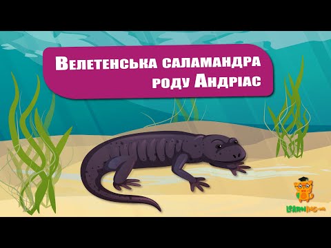 🍀 Дива природи. Явища навколо нас. Велетенські саламандри 🌏