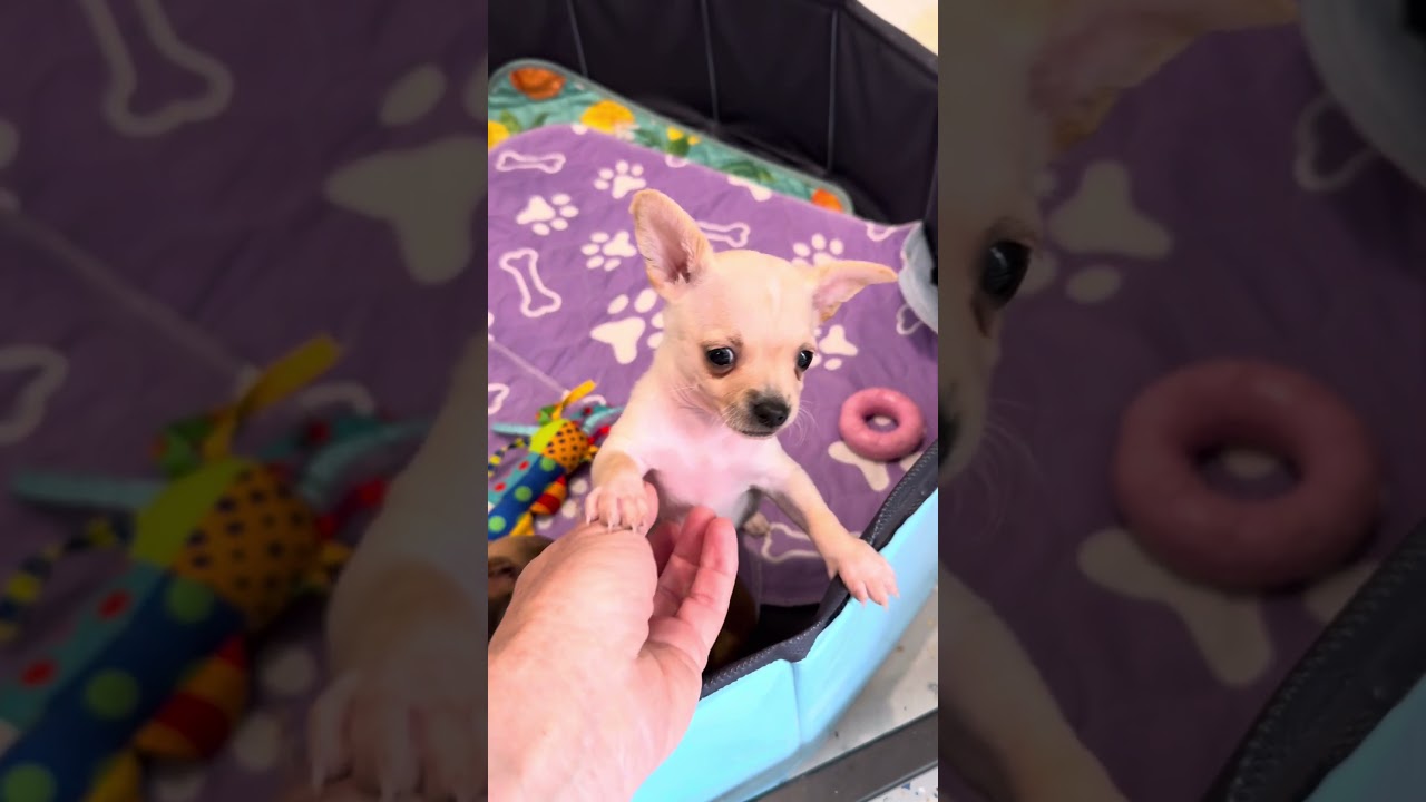 Enlarge Pepper Jack, a Adoptable mixed breed in Denver, CO video 4/4