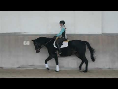 Saheli von von Helium aus der Staatsprämien und Prämienstute Shahira von E.H.Anduc