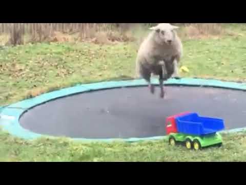 When Sheep Meets Trampoline Hilarity Happens!