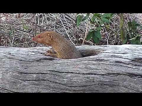 Djuma: Slender Mongoose in log hole at the pan - 17:28 - 09/18/20