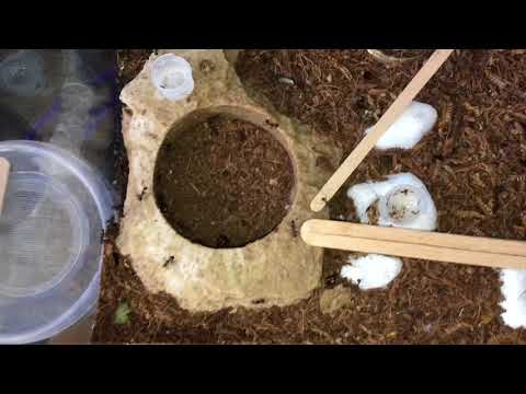 Camponotus nicobarensis Haltungsbericht vom 21 und 22.5.2018