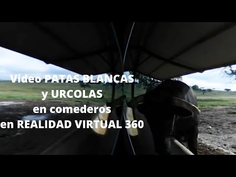 VÍDEO TOROS MONTEVIEJO y URCOLA en Realidad Virtual 360