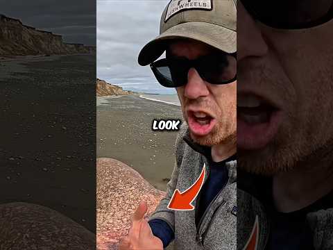 Man Finds an Extremely Rare Dead Walrus on a Deserted Alaskan Island