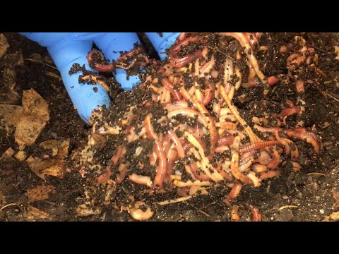 Continued combating of mites in ANC bins with fresh melon, DE & H2O - worm farm vermicomposting