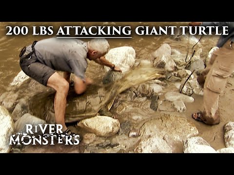 These GIANT Turtles Attack Like Snakes! | River Monsters