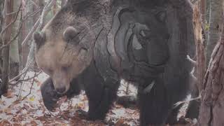 Старият ловец разказва -Боруда 4 част