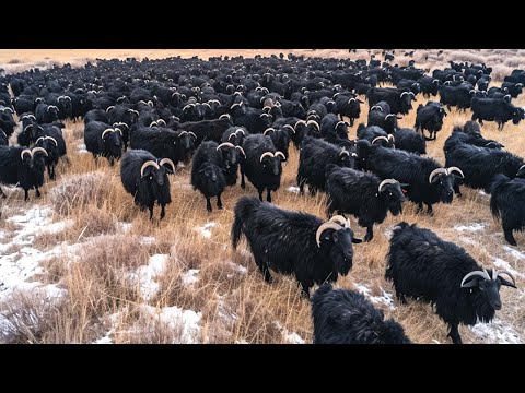 How Do American Ranchers Raise Millions Of Goats - American Farming