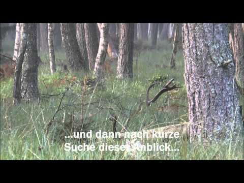 Kapitaler Hirsch bei bestem Licht auf Pirsch im Moor erlegt!