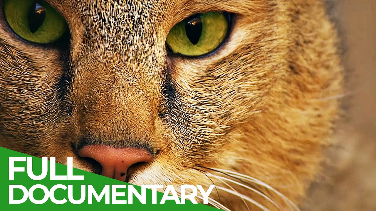 Wildest Middle East | Episode 4: Caspian Sea - The Hidden Cradle | Free Documentary Nature