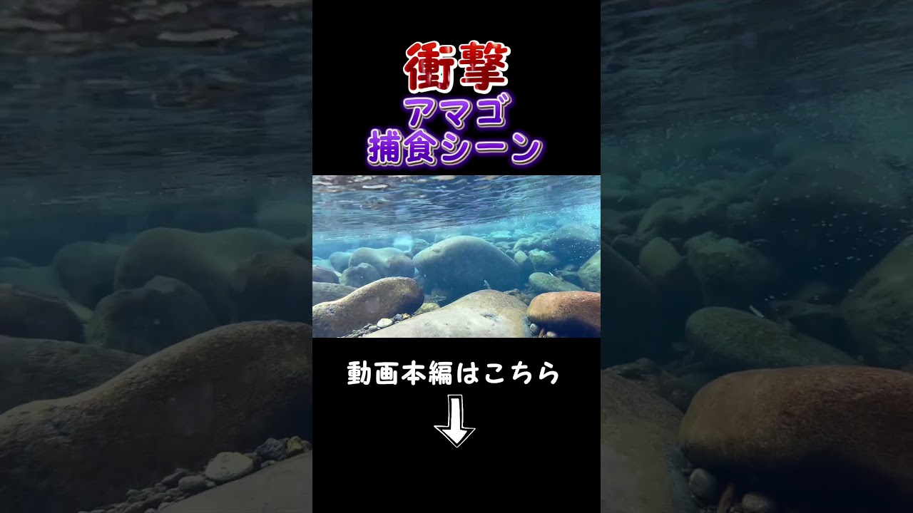 【衝撃】アマゴ捕食シーン