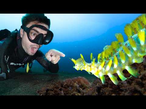 Exploring For Rare Sea Creatures You’ve Never Seen Before…