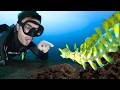 Exploring For Rare Sea Creatures You Ve Never Seen Before