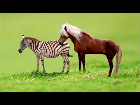 Horse And Zebra Mating
