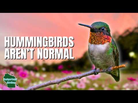5 Things You Didn't Know About Hummingbirds!