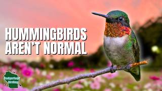 5 Things You Didn't Know About Hummingbirds!