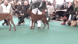 Bayo @ Amsterdam Winner