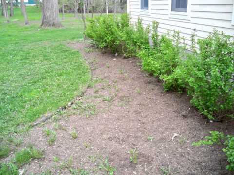 FAUSTA'S FLOWER GARDENS IN MAY OF 2011